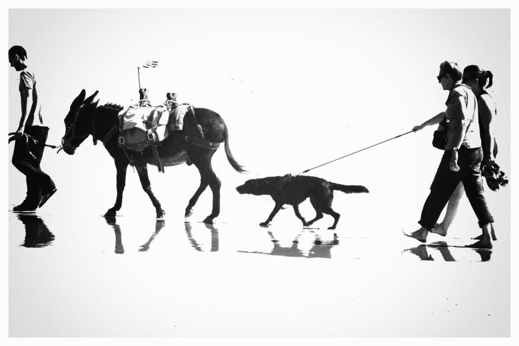 Promenade familiale en bord de mer avec l'âne et le chien